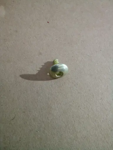 [901600581200] TORNILLO REDONDO ROSCA HEMBRA